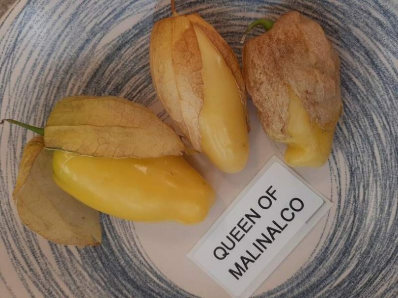 Queen of Malinalco tomatillo - Különleges padlizsánok az Egzotikus Növények Stúdiója kínálatából